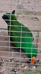 Eclectus roratus polychloros