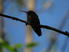 Hylocharis chrysura