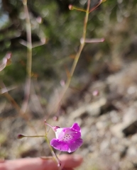 Agalinis edwardsiana