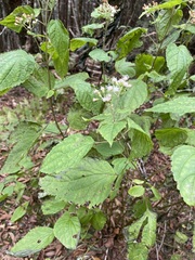 Ageratina roanensis