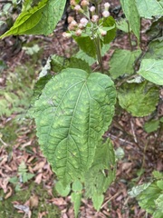 Ageratina roanensis