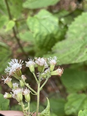 Ageratina roanensis