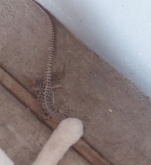 Dipsosaurus dorsalis