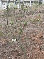 Genista monspessulana
