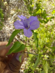 Ruellia californica