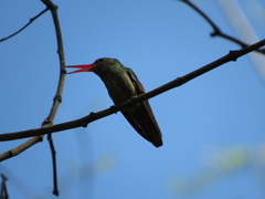 Hylocharis chrysura