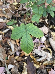 Agrimonia gryposepala