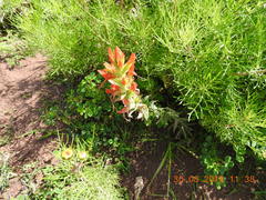 Castilleja tenuiflora