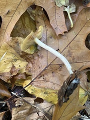 Psilocybe cyanescens