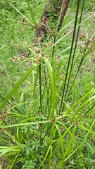 Cyperus vaginatus