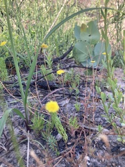 Cotula coronopifolia