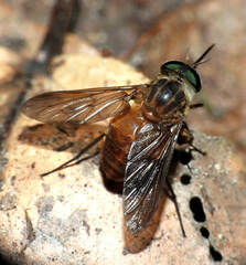 Fidena pseudoaurimaculata