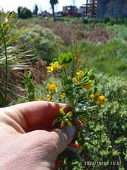 Genista monspessulana