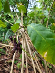 Capparidastrum frondosum