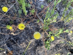 Cotula coronopifolia