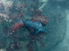 Hexagrammos decagrammus