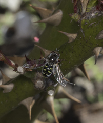 Austroscaeva melanostoma