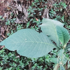 Solanum riparium