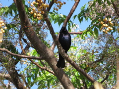 Molothrus bonariensis