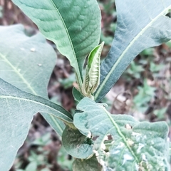 Solanum riparium