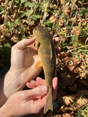 Hypentelium nigricans