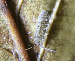 Orchesella villosa