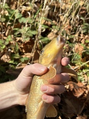 Hypentelium nigricans