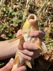 Hypentelium nigricans