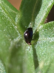 Sticholotidinae