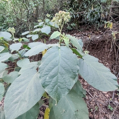 Solanum abutiloides