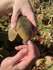 Hypentelium nigricans