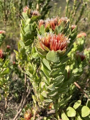Leucospermum oleifolium
