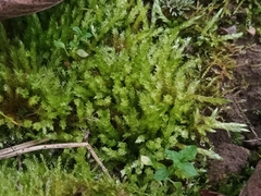 Eurhynchium angustirete