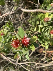 Leucospermum oleifolium