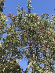 Callistemon