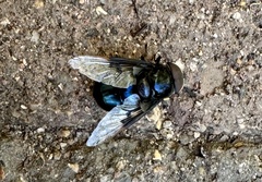 Copestylum violaceum