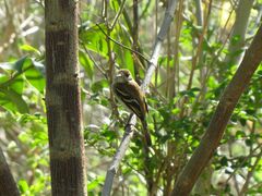 Myiophobus fasciatus