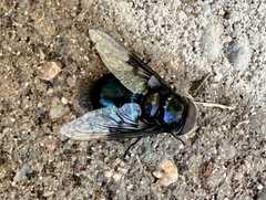 Copestylum violaceum