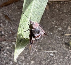 Copestylum violaceum