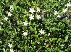 Sibbaldiopsis tridentata