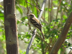 Myiophobus fasciatus