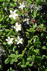 Sibbaldiopsis tridentata