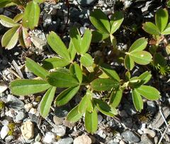 Sibbaldiopsis tridentata