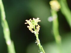 Sisymbrium officinale
