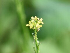 Sisymbrium officinale