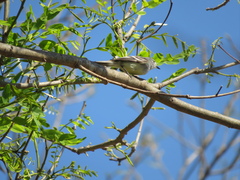 Serpophaga