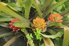 Aechmea nidularioides