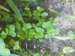 Hydrocotyle hirta