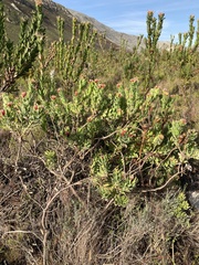 Leucospermum oleifolium
