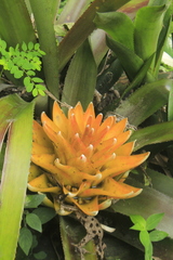 Aechmea nidularioides